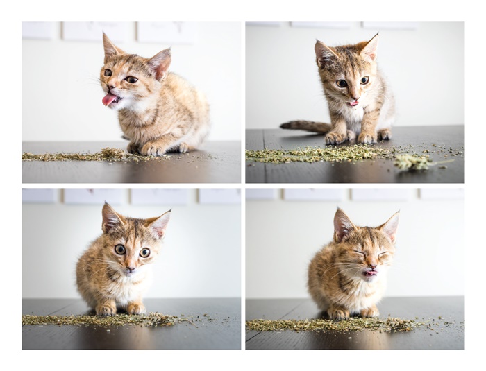 CATS ON CATNIP by Andrew Marttila