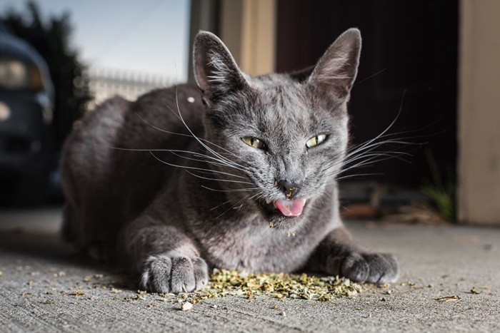 CATS ON CATNIP by Andrew Marttila