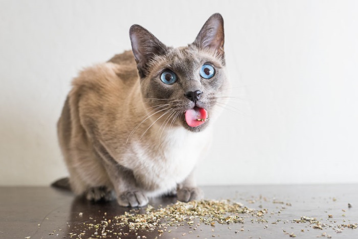 CATS ON CATNIP by Andrew Marttila