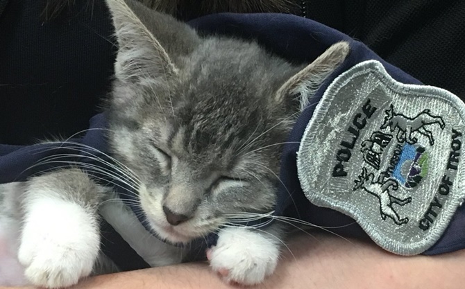 Donut the Pawfficer