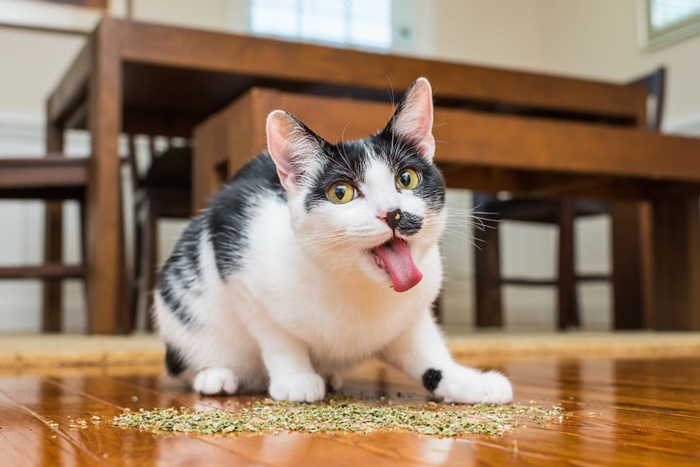 CATS ON CATNIP by Andrew Marttila