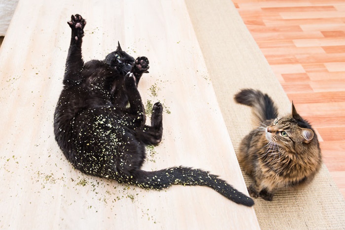 CATS ON CATNIP by Andrew Marttila