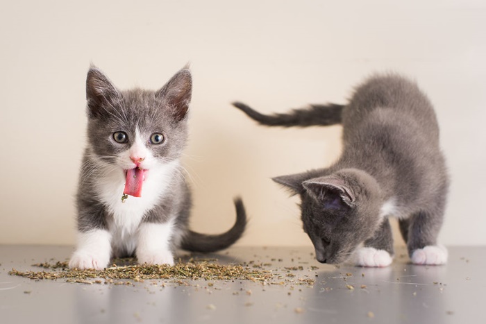 CATS ON CATNIP by Andrew Marttila