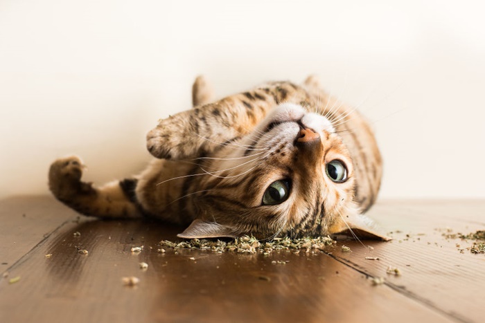 CATS ON CATNIP by Andrew Marttila