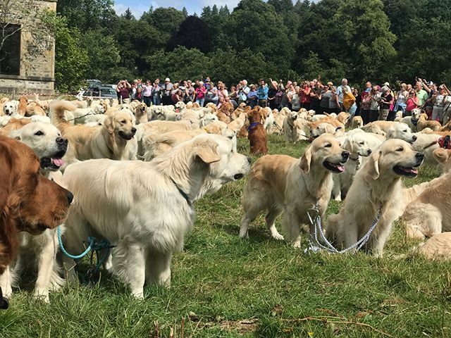 150 Golden Retrievers breed anniversary