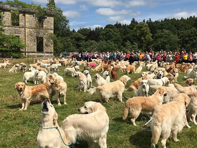 150 Golden Retrievers breed anniversary