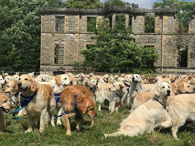 150 Golden Retrievers breed anniversary