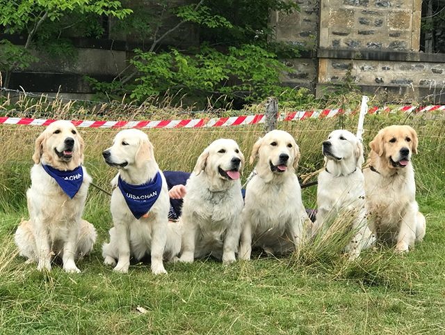 150 Golden Retrievers breed anniversary