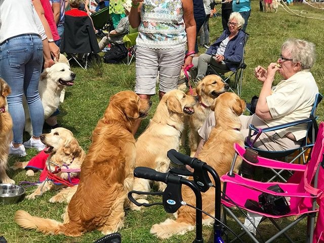 150 Golden Retrievers breed anniversary