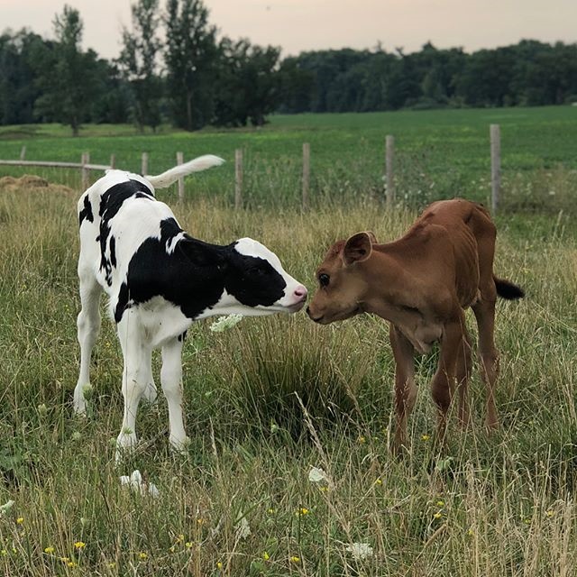 Calvin and his sister