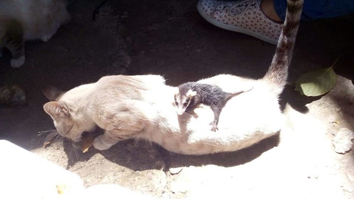 kitten and baby opossum