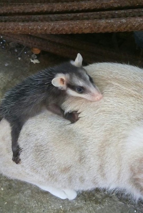 kitten and baby opossum