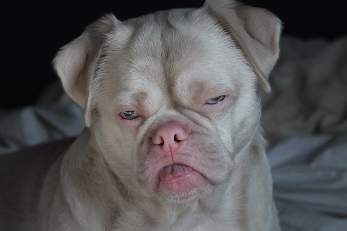 Cornelius the grumpy dog