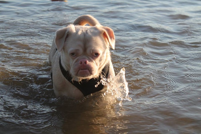 Cornelius the grumpy dog