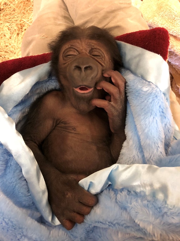 baby western lowland gorilla