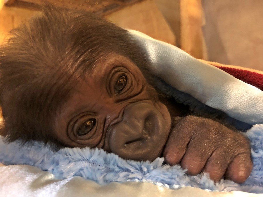 baby western lowland gorilla