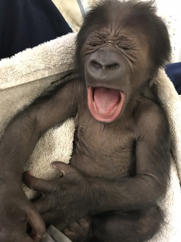 baby western lowland gorilla