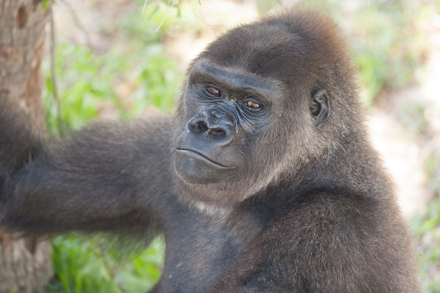 baby western lowland gorilla