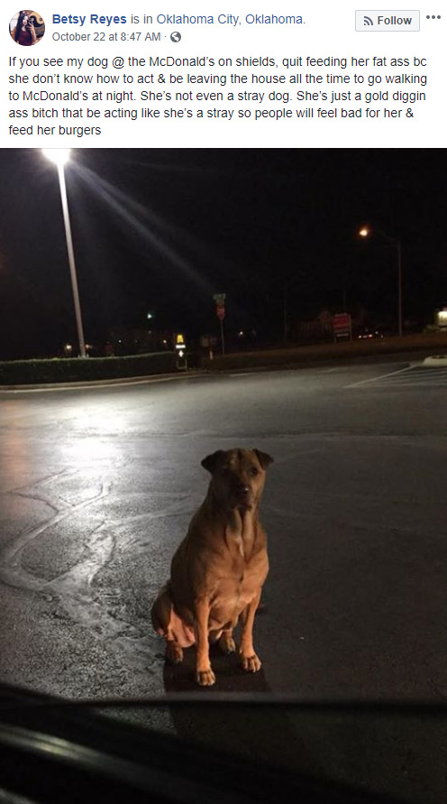 dog pretends stray