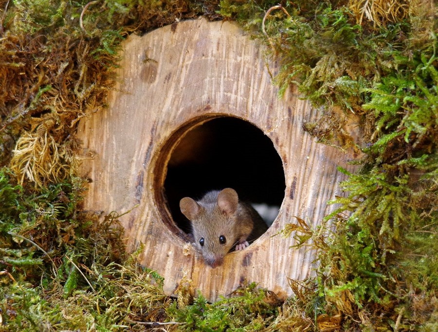 Simon Dell mice village 