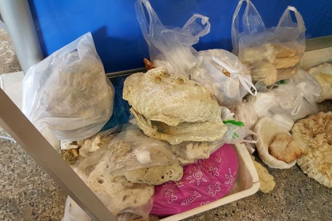 ทะเลไทยเศร้ารายวัน พบนักท่องเที่ยวแอบขโมยปะการังเกลื่อนสนามบิน