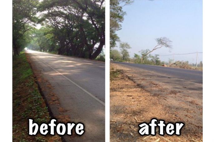 สั่งชะลอตัดอุโมงค์ต้นไม้เพชรบูรณ์ สมาคมโลกร้อนวอนขอต้นไม้คืน