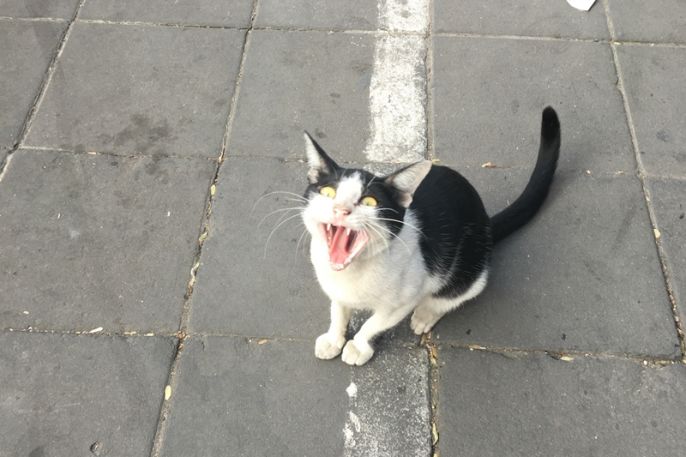 กทม.ตั้งจุดฉีดป้องกันพิษสุนัขบ้าในหมาและแมว ฟรี! 7–18 มี.ค.นี้