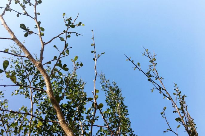 กทม.ร้อนระอุ คาดอุณหภูมิ 36-37 องศาเซลเซียส ทั้งสัปดาห์