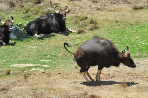 จับเวลาดูนะ สัตว์เลี้ยงลูกด้วยนมใช้เวลาอึเฉลี่ยแค่ 12 วินาที มนุษย์ก็ด้วย!