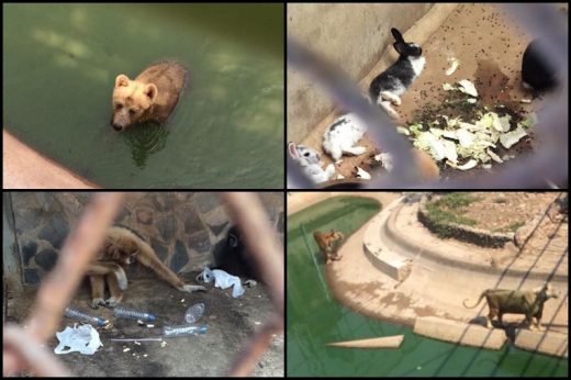 เพจดังช่วยแชร์สวนสัตว์ชื่อดังไร้จริยธรรม ปล่อยสัตว์ใช้ชีวิตอนาถาเข้าข่ายทรมานสัตว์