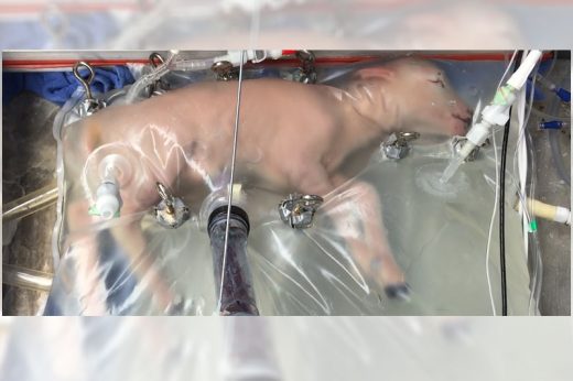 นักวิทย์ทดลองมดลูกเทียมในสัตว์สำเร็จ แง้มประตูบานใหม่ในการช่วยทารกคลอดก่อนกำหนด