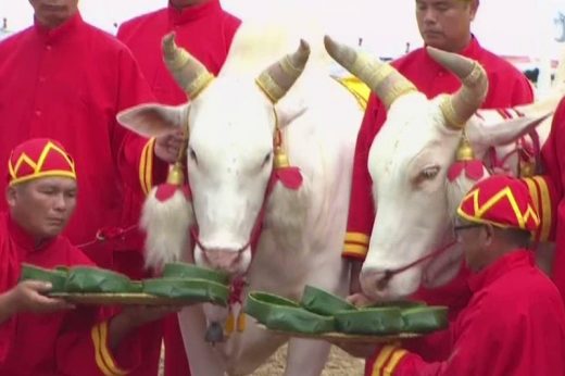 พืชมงคลปีนี้ พระโคเสี่ยงทายกินข้าว-ข้าวโพด-หญ้า พยากรณ์ธัญญาหาร ผลาหาร น้ำท่าบริบูรณ์ดี