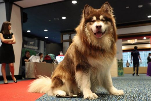 มาแล้ว! งานที่คนรักสัตว์รอคอย Pet Expo Thailand 2017 เริ่ม 25-28 พ.ค.นี้