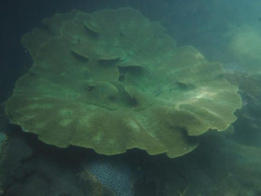 คนชุมพรเศร้า โจรขโมยปะการังจานอายุนับพันปีไม่สำเร็จ ทิ้งซากหักถ้ำหน้าอ่าวกรวด