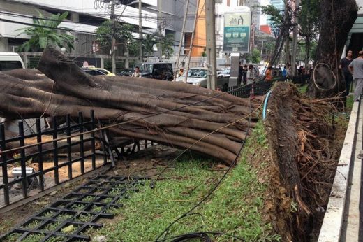 สน.ลุมพินี ออกหมายเรียกเจ้าของต้นไทรล้มพาดเสาไฟทับคนตายใกล้แยกชิดลม 23 พ.ค.นี้