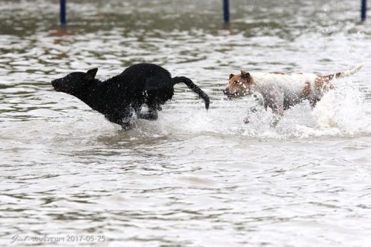 รื่นเริงเบอร์แรงมาก โซเชียลแห่แชร์ภาพสุดน่ารักน้องหมาม.รามฯ เล่นน้ำฝน