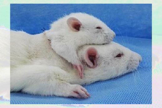 ศัลยแพทย์ประกาศความสำเร็จสร้าง “หนูสองหัว”กรุยทางสู่ผ่าตัดเปลี่ยนศีรษะมนุษย์