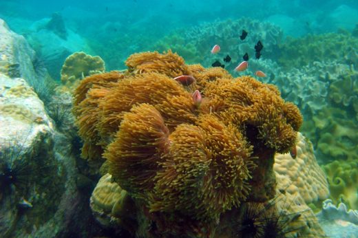 ถึงเวลาพักฟื้นฟู ประกาศปิดการท่องเที่ยวดำน้ำหมู่เกาะรัง จ.ตราด ไม่มีกำหนด