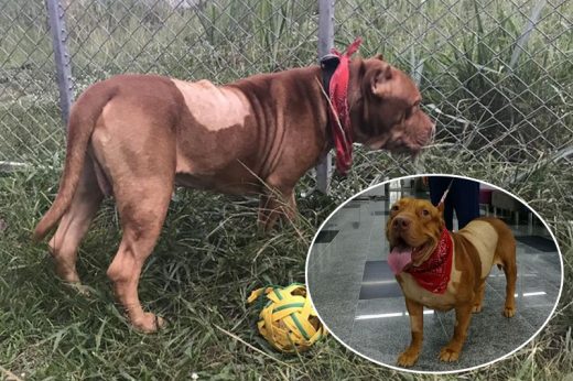 ส่องชีวิตใหม่หมาพิทบูล ‘ปาเกียว’ หลังเจ้าของยังผวาตัดสินใจหาผู้รับเลี้ยงแทน