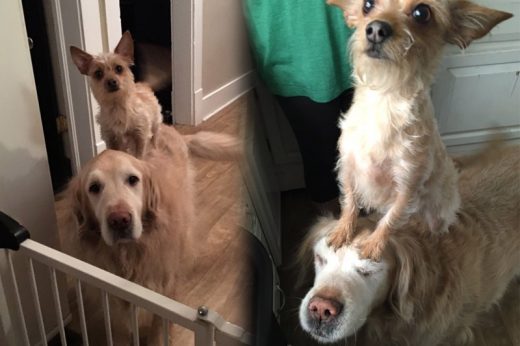 ฉลาดจริงเจ้าเปี๊ยก ตูบน้อยขี่หลังพี่หมาใหญ่ ช่วยต่อความสูงให้หนูหน่อยนะ