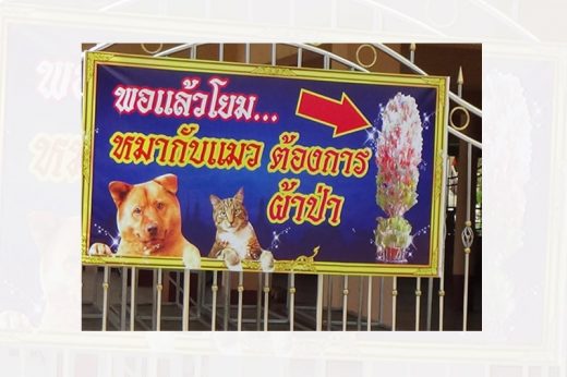 แทบเลี้ยงไม่ไหว! วัดขึ้นป้าย วอนโยมเลิกปล่อยแมว-หมา ขอผ้าป่าบ้าง