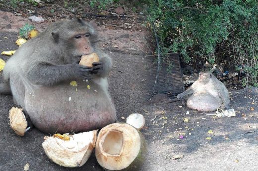 ผลตรวจชิ้นเนื้อลุงอ้วนไม่ใช่เนื้องอก ไขมันล้วน ๆ ไม่มีอย่างอื่นผสม จับไดเอตเข้ม!