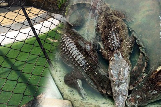 ปรับปรุงแล้ว สวนจระเข้เปลี่ยนน้ำใหม่ใสแจ๋ว หลังเจอพลังโซเชียลกดดัน