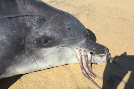 โลมาหิวโซดวงกุด กินหมึกยักษ์ติดคอขาดหายใจตายอนาถ