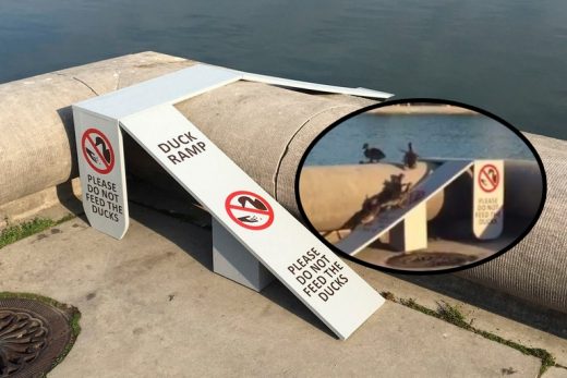 รัฐสภาสหรัฐฯ ไอเดียเก๋ สร้างสะพานช่วยลูกเป็ดเดินลงน้ำ