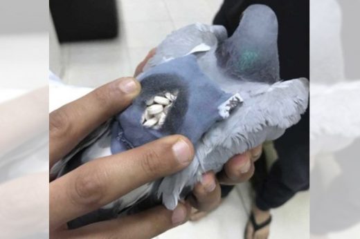 หมดยุคใช้ส่งสาร เจ้าหน้าที่ดักจับพิราบดัดแปลงซุกยาอีนับร้อยเม็ดบินข้ามพรมแดน!