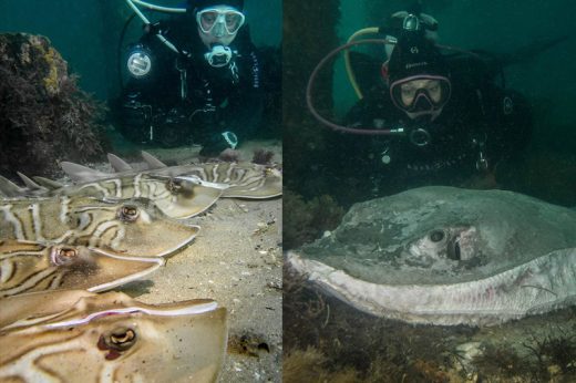 นักประดาน้ำแชร์ภาพช็อก กระเบนถูกบากกลางหัวโยนทิ้งน้ำ หลักฐานทารุณสัตว์ขั้นป่าเถื่อน