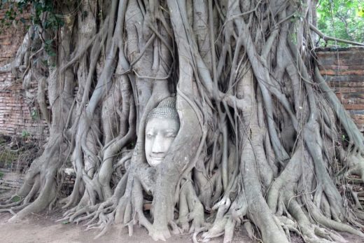 พายุพัดกิ่งต้นโพธิ์ Unseen จ.อยุธยา หักโค่น โชคดีแค่เฉียดเศียรพระ