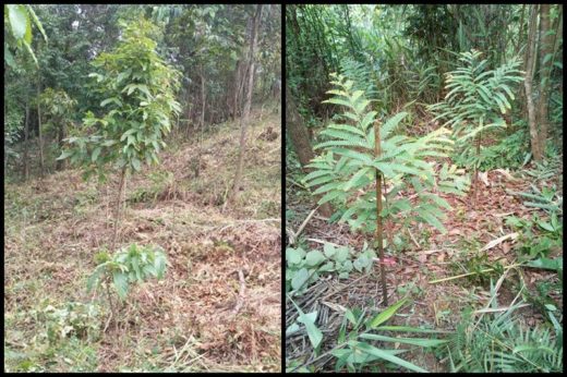 เห็นแล้วชื่นใจ อัปเดตป่า ‘ปลูกเลย’ บ้านยอดดอยวัฒนา จ.น่าน พบต้นไม้เติบโตดี