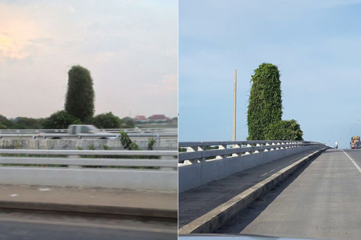 เหี้ยน! ไฟฟ้าอ่างทองตัดพุ่มไม้พันเสาไฟแล้ว หลังถูกวิจารณ์รูปร่างเหมือนกระปู๋